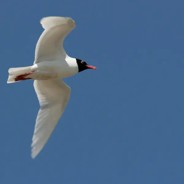 Mediterranean gull - Facts, Diet, Habitat & Pictures on Animalia.bio