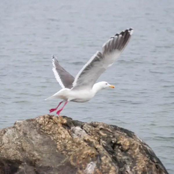Slaty-backed Gull Larus schistisagus, Sakhalin.

500px provided description: Take Off [#sea ,#bird ,#nature ,#seagull ,#wildlife]