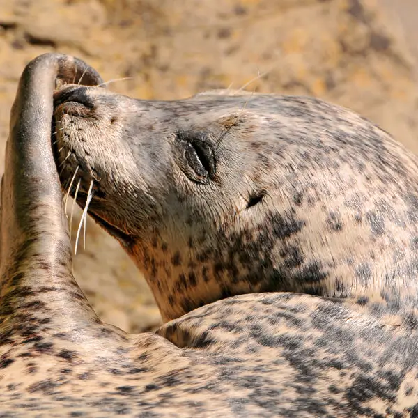 "Laughing" seal