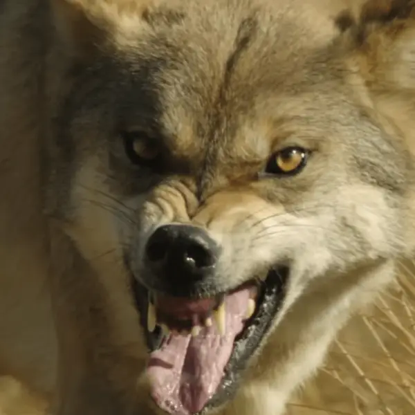 Screenshot of behind the scenes promotional video of Wolf Totem