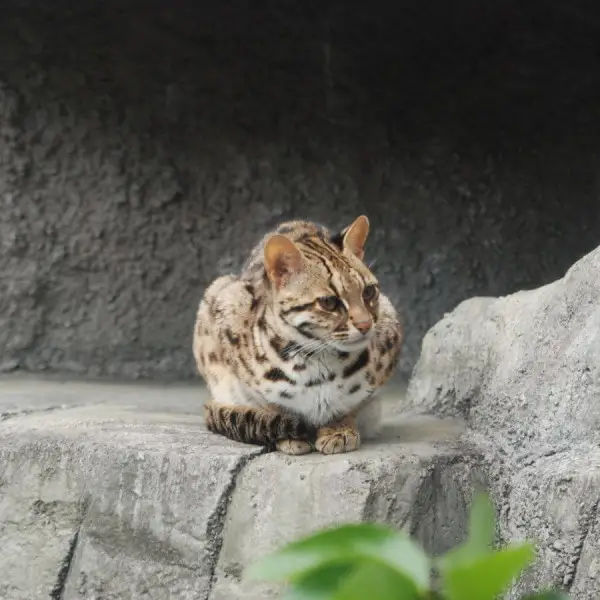 Leopard Cat photo