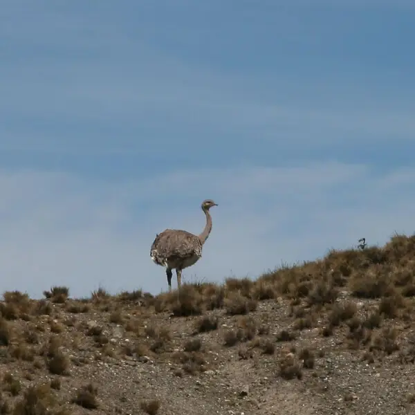 A record shot - it disappeared over the hill before I could set up the digiscoping gear.

Rhea pennata
