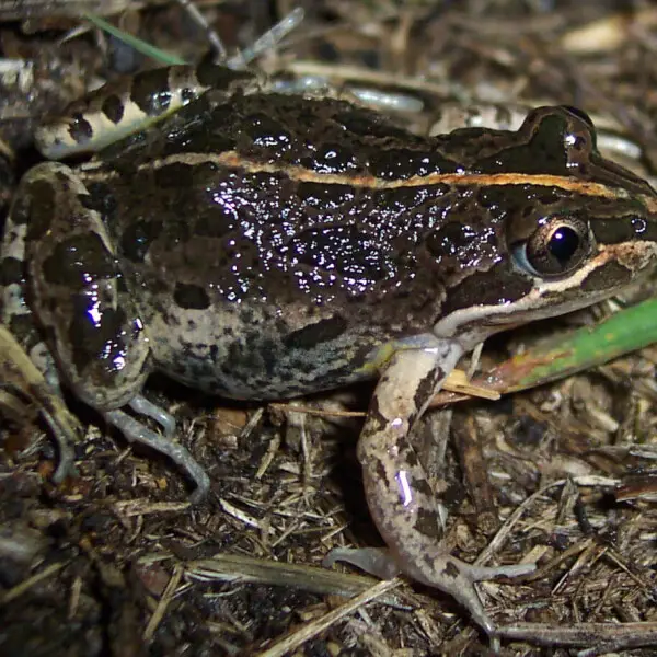 spotted-grass-frog-facts-diet-habitat-pictures-on-animalia-bio