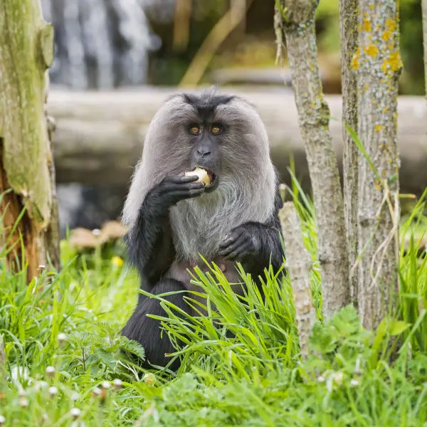 Lion-tailed macaque eating a fruit II