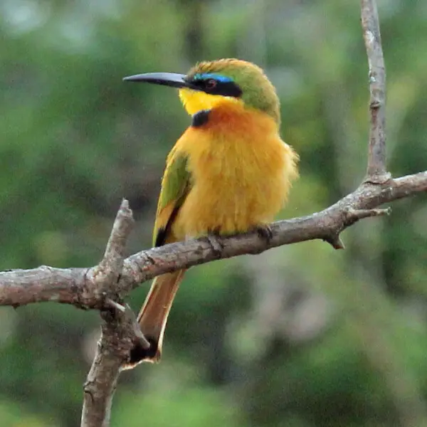 Little Bee-eater (Merops pusillus) - Nairobi National Park, Keny-