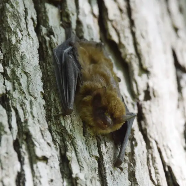 Little Brown Bat? (flying during the day - flushed?)