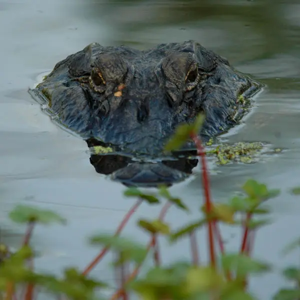 lk martin 4 09-8371 Alligator