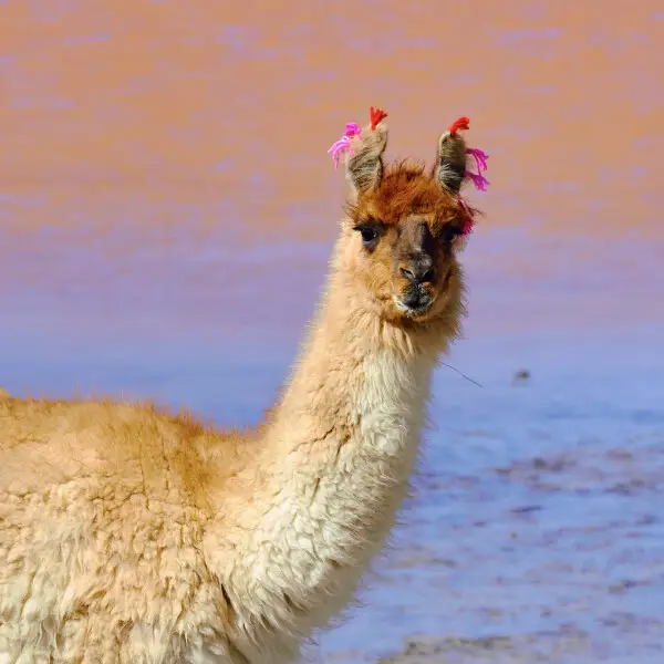 Llama - Facts, Diet, Habitat & Pictures on 