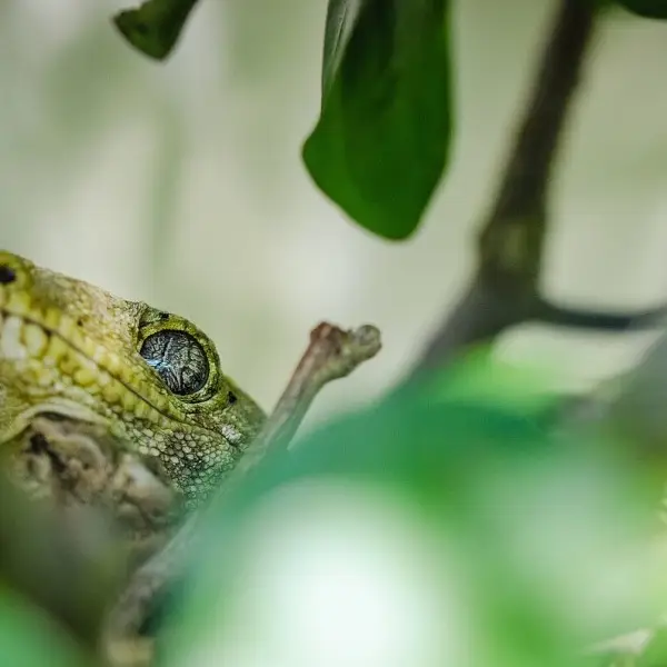 New Caledonian Giant Gecko photo