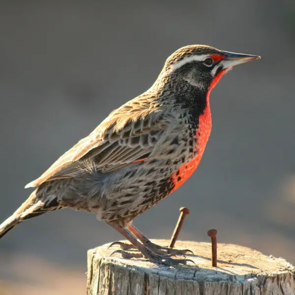 Longtailed meadowlark Facts, Diet, Habitat & Pictures on Animalia.bio