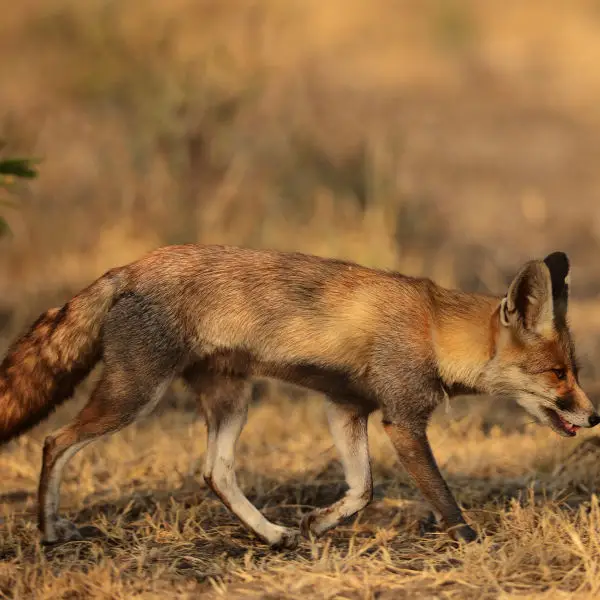Bengal Fox - Facts, Diet, Habitat & Pictures on 