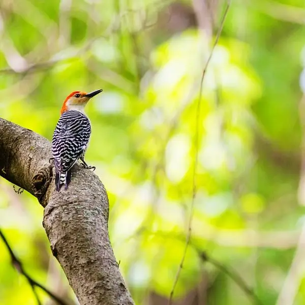 Red-Bellied Woodpecker photo