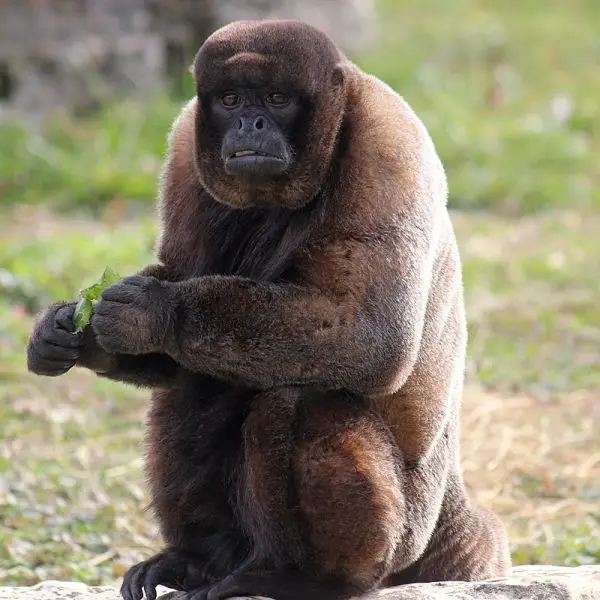 Brown Woolly Monkey photo