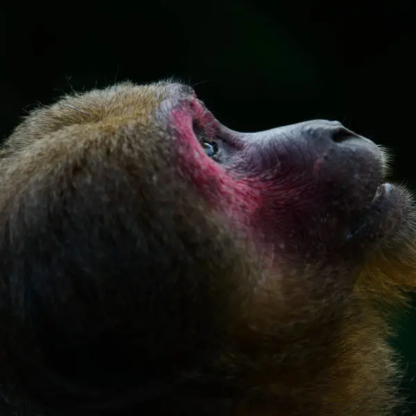 Macaca arctoides, Stump-tailed macaque - Kaeng Krachan National Park
