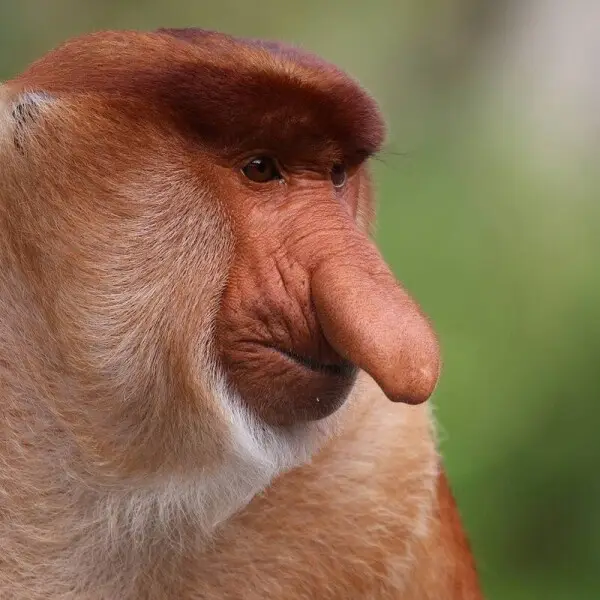 Proboscis Monkey - Facts, Diet, Habitat & Pictures on 