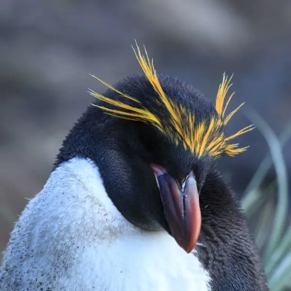 Macaroni Penguin at Cooper Bay, South Georgia