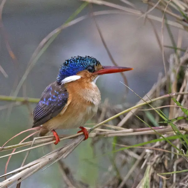 Malachite Kingfisher (Corythornis cristatus)