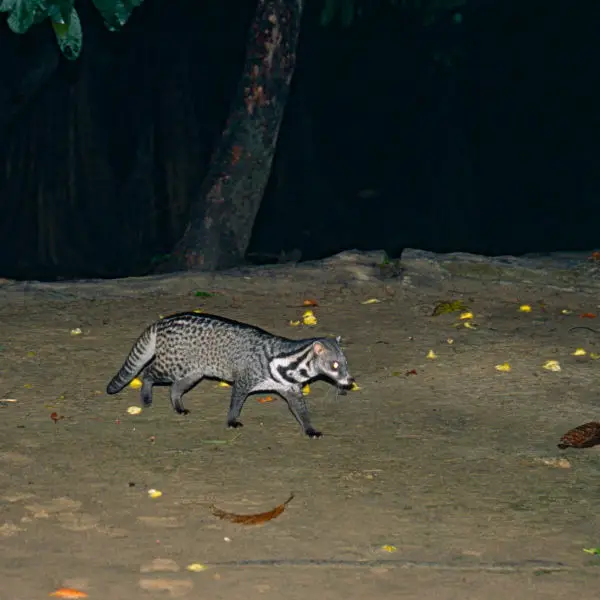 Malay Civet (Viverra tangalunga)