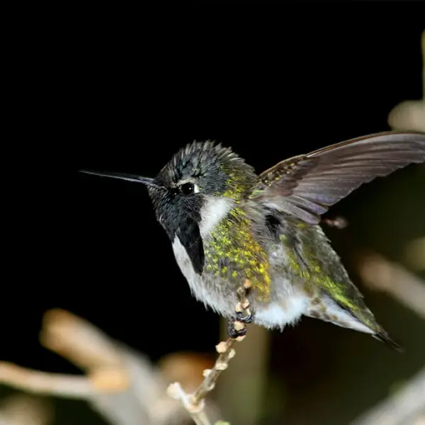 Researchers have found that Costa's Hummingbird can enter a torpid state, with slowed heart rates and reduced body temperatures, under low ambient nighttime temperatures. The hearts of torpid Costa's Hummingbirds beat about 50 times per minute, while thos