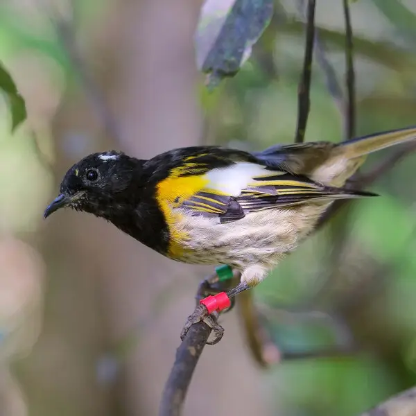 Male hihi (stitchbird) perched on a twig in the shade