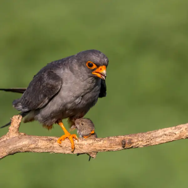 This male red-footed falcon is a great hunter much to the envy of all but his partner.

Taken in Hungary.