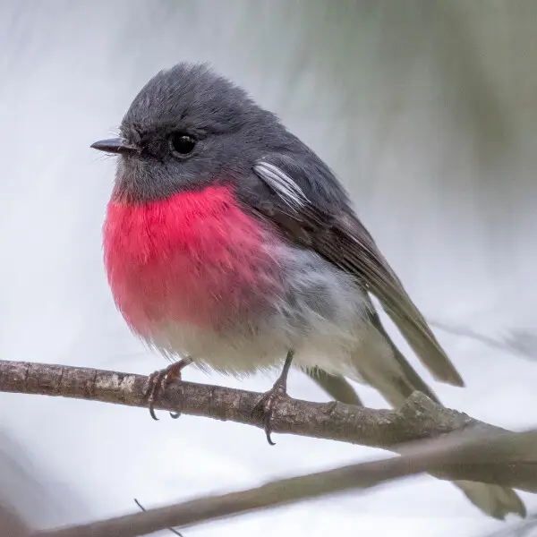 Male Rose Robin in Palmerston, Canberra