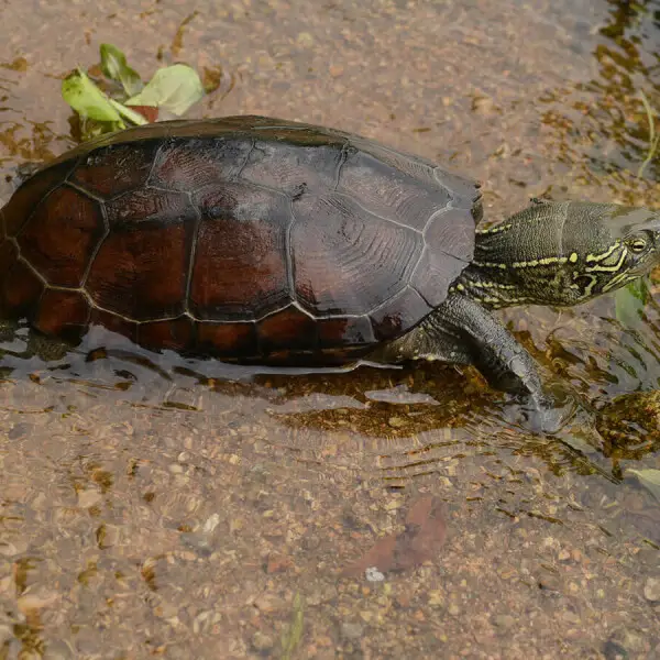 Chinese Pond Turtle (Mauremys reevesii)