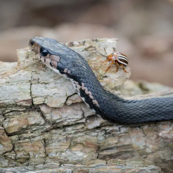 Melanistic Eastern Garter Snake (Thamnophis sirtalis sirtalis)