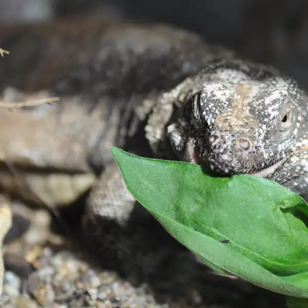 Mexicaanse korsthagedis (Mexican Beaded Lizard)