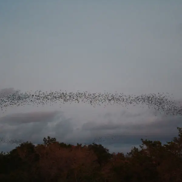 Mexican free-tailed bats exiting Bracken Bat Cave