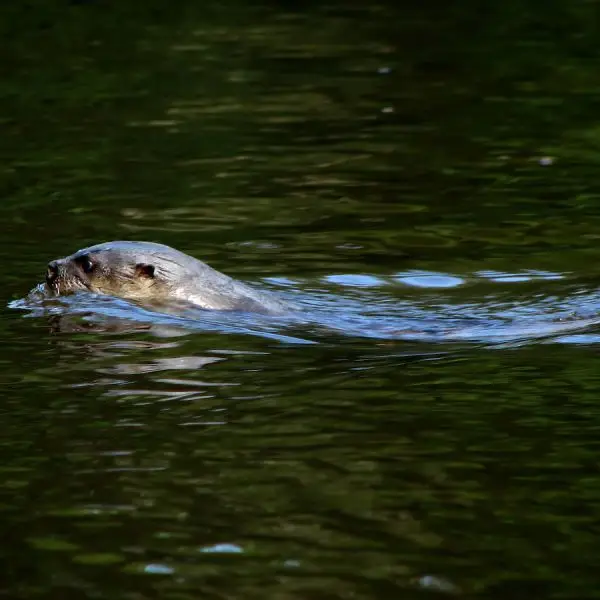 Neotropical River Otter photo