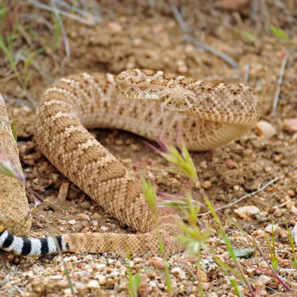What Do Mojave Rattlesnakes Eat?
