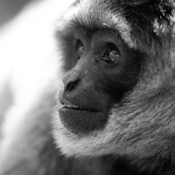 Moloch Gibbon