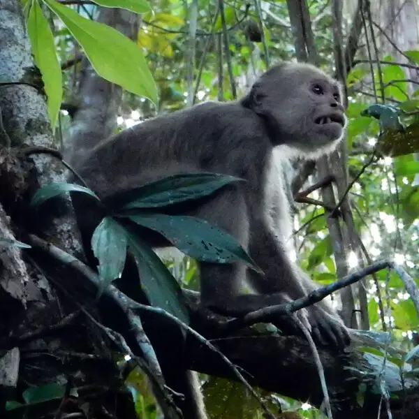 Angry monkey on tree branch found near Sacha lodge, Ecuador, South America