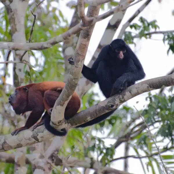 Monos_2015 08 02_1623