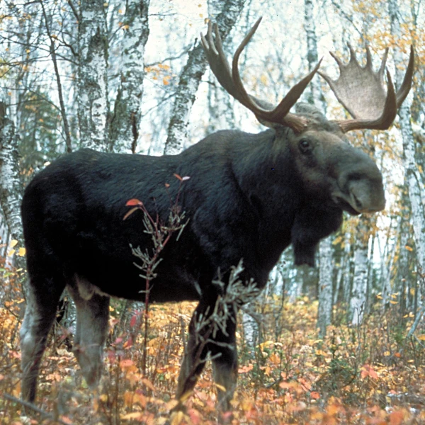 Western Moose