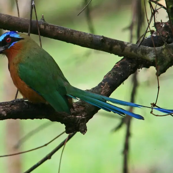 A beautifully plumed Trinidad Motmot Momotus bahamensis at Plymouth, on the island of Tobago in the country of Trinidad and Tobago. This bird species is restricted to the Caribbean.