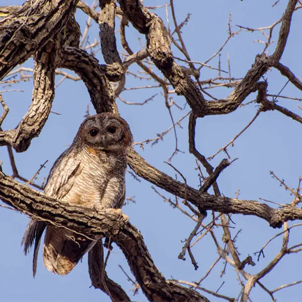 Mottled wood owl perching near nesting site.
