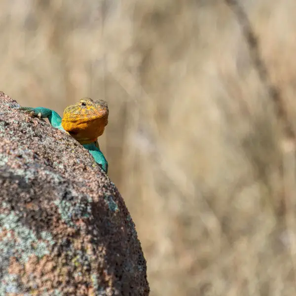 Common Collared Lizard Facts, Diet, Habitat & Pictures on Animalia.bio