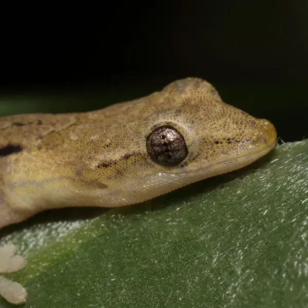 Mourning Gecko - Facts, Diet, Habitat & Pictures On Animalia.bio