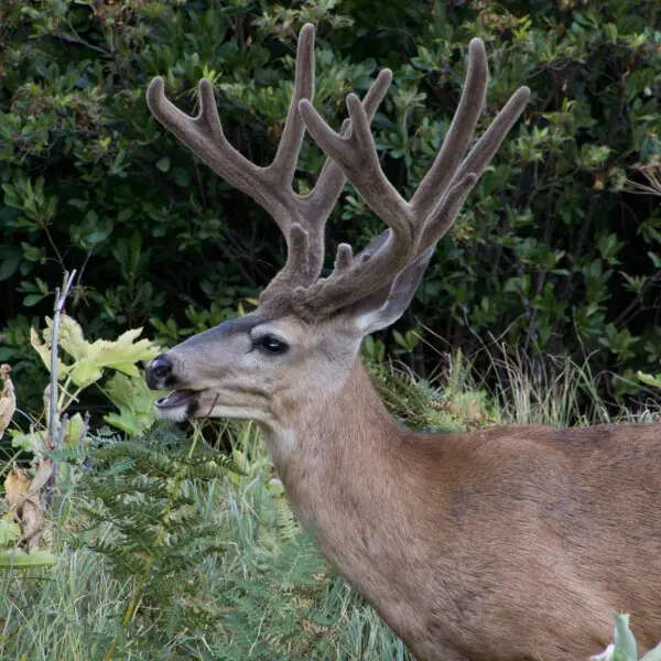 Mule deer - Odocoileus hemionus - in Yosemite national Park