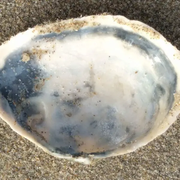 Softshell clam Facts, Diet, Habitat & Pictures on Animalia.bio