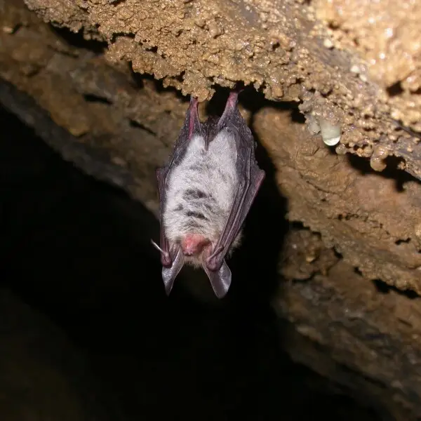 Myotis bechsteinii, a very discrete (I mean rarely seen) natura 2000 bat species.