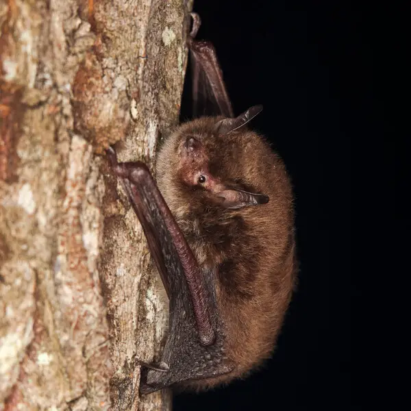 Daubenton`s Bat (Myotis daubentonii) is widely distributed bat species inhabiting Eurasia. It forages mostly flying close to the surfaces on water-bodies.