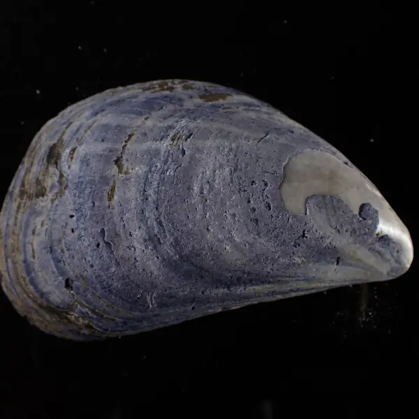 Blue mussel Facts, Diet, Habitat & Pictures on Animalia.bio