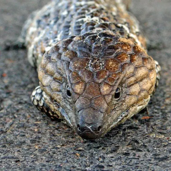 Shingleback Lizard Facts, Diet, Habitat & Pictures on Animalia.bio