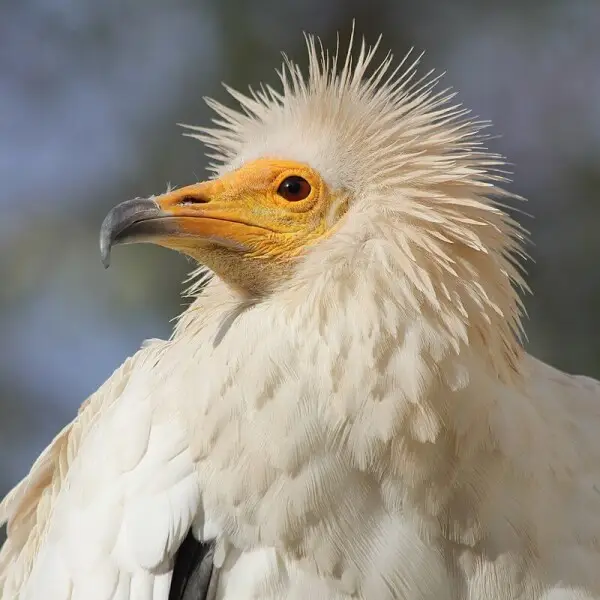 Egyptian Vulture photo