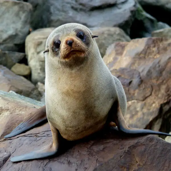 New Zealand Fur seal.FZ200