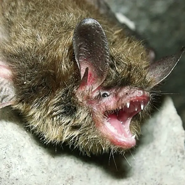 A northern long-eared bat in its hibernation habitat in southern Indiana. Credit:R. Andrew King/USFWS
