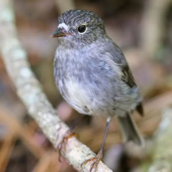 North Island Robin perched on a branch